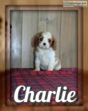 Charlie Male AKC Cavalier