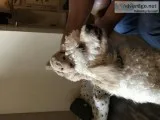 Miniature golden doodles