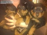 Purebred Rottweiler Puppies