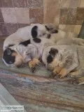 Blue heeler puppies