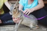 Patagonian Cavies