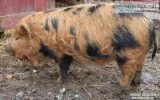 Kunekune Pig Sale