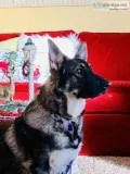 1year old male German Shepard