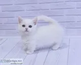 Kittens available munchkin 