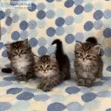 Siberian lollypop