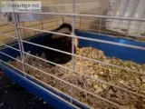 Guinea pig and cage