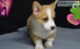 Talented Corgi puppies