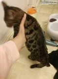 Bengal kittens breeding rights