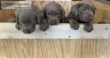 AKC Silver Labrador puppies