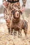 AKC Chocolate Lab Puppies