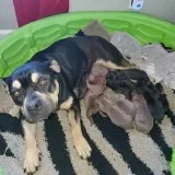 American pocket tricolore bullies puppies