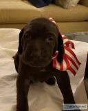 Adorable GSP puppies