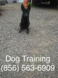  complete dog training 