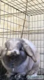 Holland Lop Ear Bunny