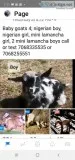 Baby Goats