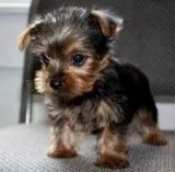 cute yorkie pups
