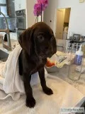 Adorable GSP puppies for sale