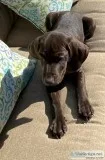 Beautiful GSP puppies