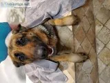 Female German Shepherd dog