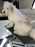 House call pet grooming