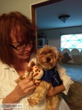 Pet sitter boarding