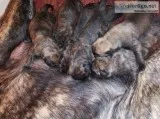 AKC English Mastiff Puppies born 3-9-2020