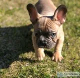 French bulldogs puppies Males