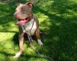 Blue Nose pitbulls puppies