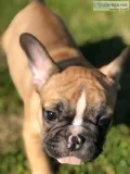 French bulldog Puppies Males