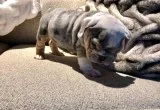 English bulldog puppies