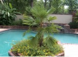 Windmill Palm Trees