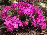 Phlox Ground Cover