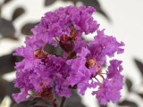 Black Diamond Crape Myrtles