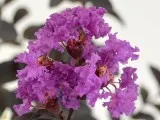 Black Diamond Crape Myrtles