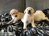 Golden Retriever Puppies for sale