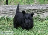 Benito AKC scottish terrier puppies Champion sired absolutely ad
