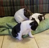 Willys boston terrier puppies