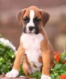 Mazim Boxer Puppies now available and seeking their forever home