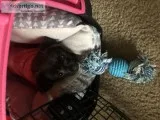 Chihuahua girl pup