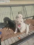 Cute pure lab puppies