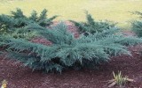 Junipers