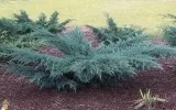 Junipers