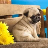 Pugs for sale Pug puppies for sale near me