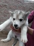 Husky Siberian puppies