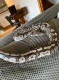 Male ball python and tank set up