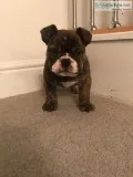 AKC Registered English  Puppies and Adults