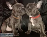 DaVinchi AKC Male French Bulldog