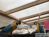 18--Months Blue and Gold Macaws (rescue)