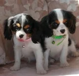 Cavalier King Charles Spaniel Puppies