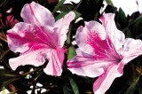 Encore Azaleas